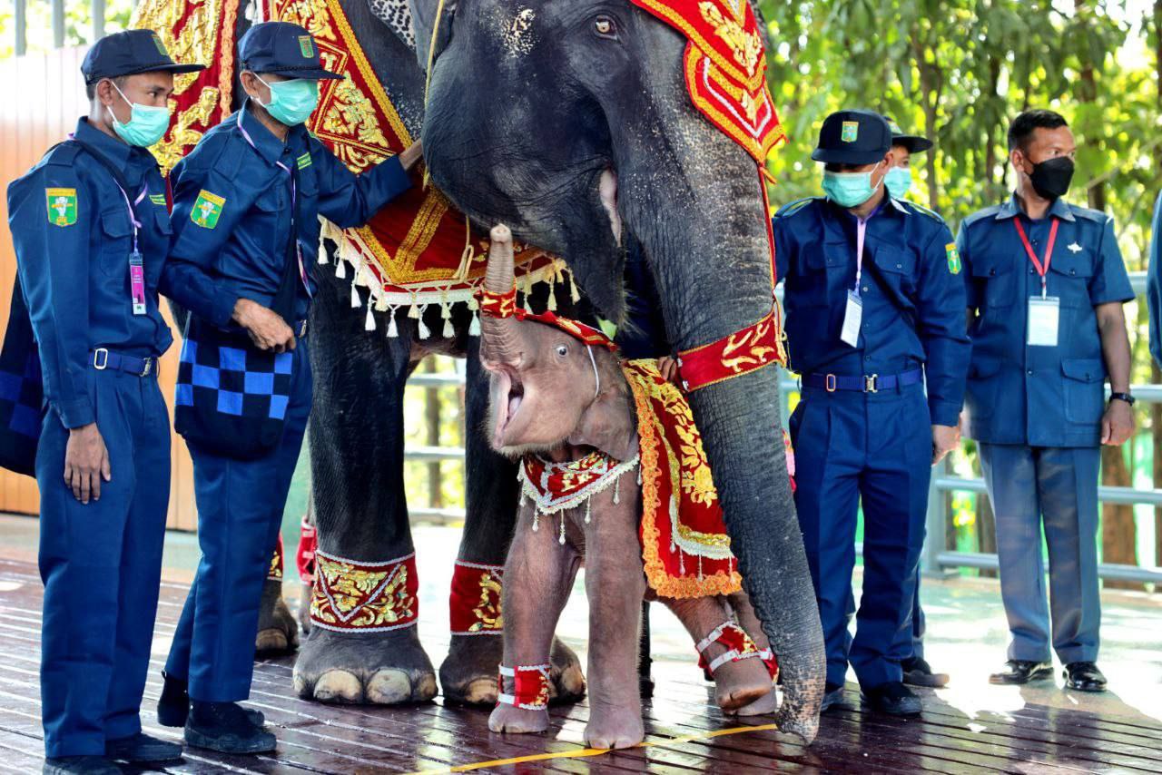 အတိတ်ကောင်း နိမိတ်ကောင်းကို ဆောင်ကြဉ်းလာသည့် ရတနာဆင်ဖြူတော် “ရဋ္ဌနန္ဒက”